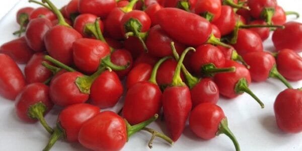 APEDA facilitates export of GI-tagged chilli from Sikkim to Solomon Islands