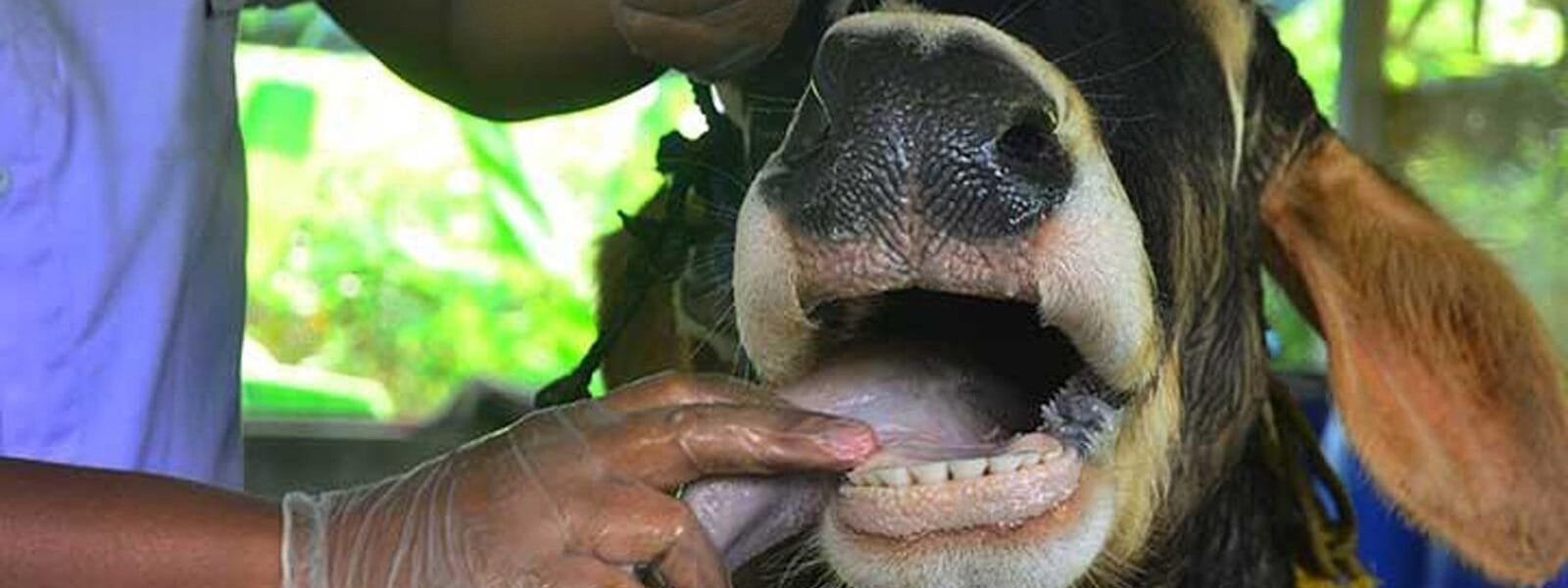 Cabinet approves amendment in Livestock Health and Disease Control Programme (LHDCP)