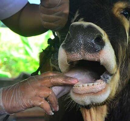 Cabinet approves amendment in Livestock Health and Disease Control Programme (LHDCP)