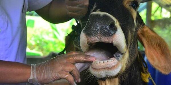 Cabinet approves amendment in Livestock Health and Disease Control Programme (LHDCP)