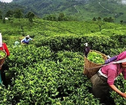 India has become the second largest tea exporting country in the world, leaving behind Sri Lanka