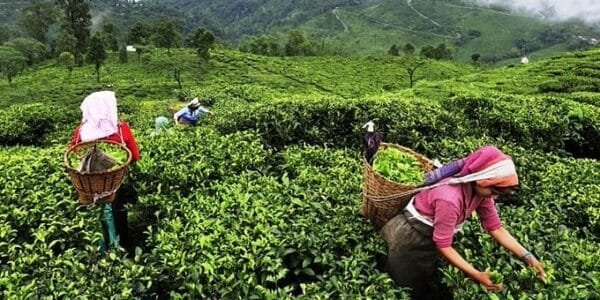 India has become the second largest tea exporting country in the world, leaving behind Sri Lanka
