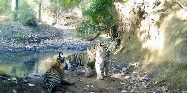 India will always be a leader in animal protection PM Modi