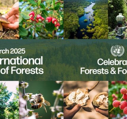 International Day of Forests today, this year's theme is Forests and Food