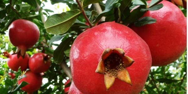 APEDA dispatches first commercial sea consignment of Indian Pomegranates from Maharashtra to the US