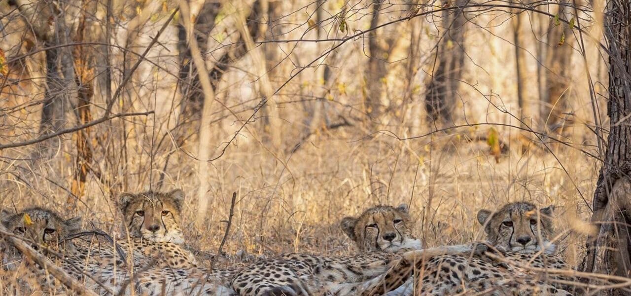Cheetah