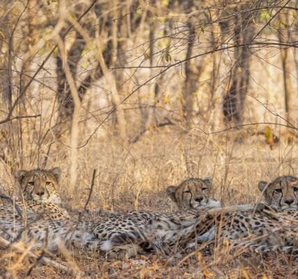 Cheetah