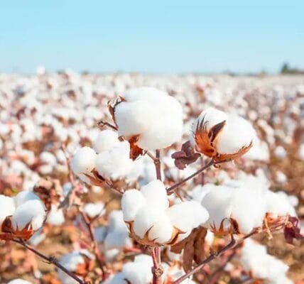 Government of India procured 100 lakh bales of cotton under MSP through its nodal agency