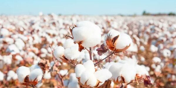 Government of India procured 100 lakh bales of cotton under MSP through its nodal agency