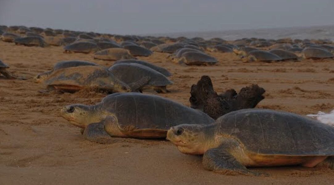 Operation Olivia Indian Coast Guard aids rescue of over 6.98 lakh Olive Ridley turtles off Odisha coast