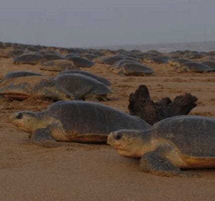 Operation Olivia Indian Coast Guard aids rescue of over 6.98 lakh Olive Ridley turtles off Odisha coast