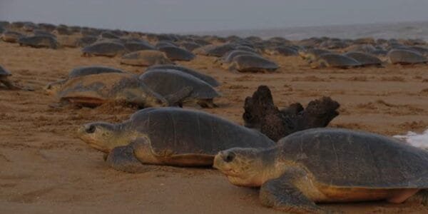 Operation Olivia Indian Coast Guard aids rescue of over 6.98 lakh Olive Ridley turtles off Odisha coast