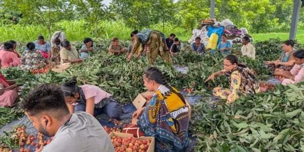 First consignment of 1 metric tonne rose scented litchi flagged off from Pathankot in Punjab for Doha in Qatar