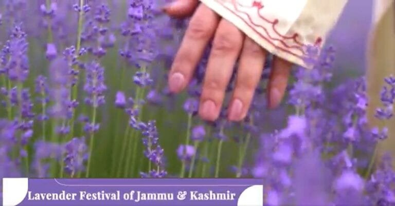 जम्मू-कश्मीर के डोडा जिले के भद्रवाह में आज से तीसरा लैवेंडर महोत्सव शुरू हो रहा