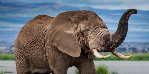 World Elephant Day is being celebrated today to raise awareness about the conservation of elephants on Earth
