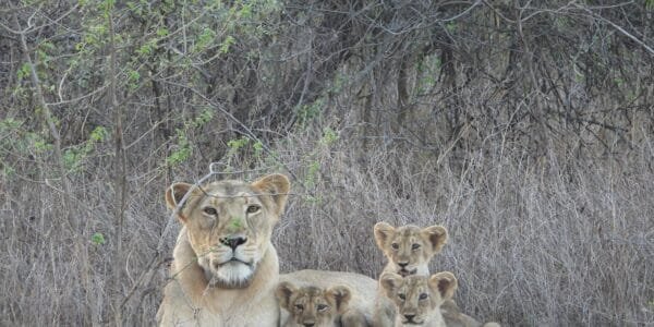 today is world lion day