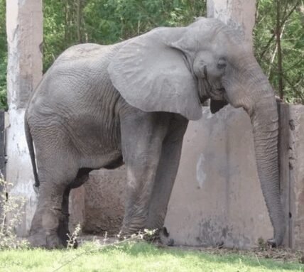 African elephant Shankar at Delhi Zoo