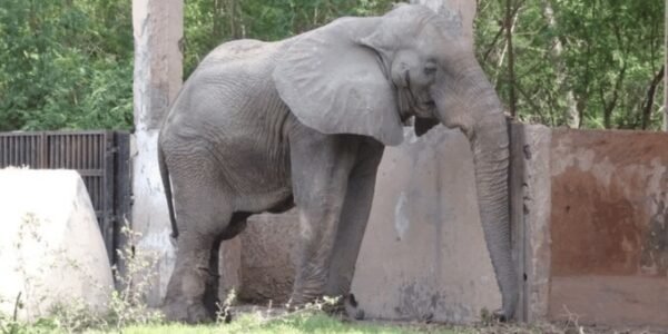 African elephant Shankar at Delhi Zoo