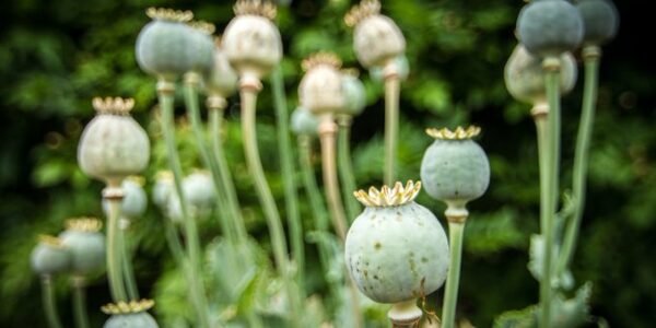 licensing policy for opium poppy