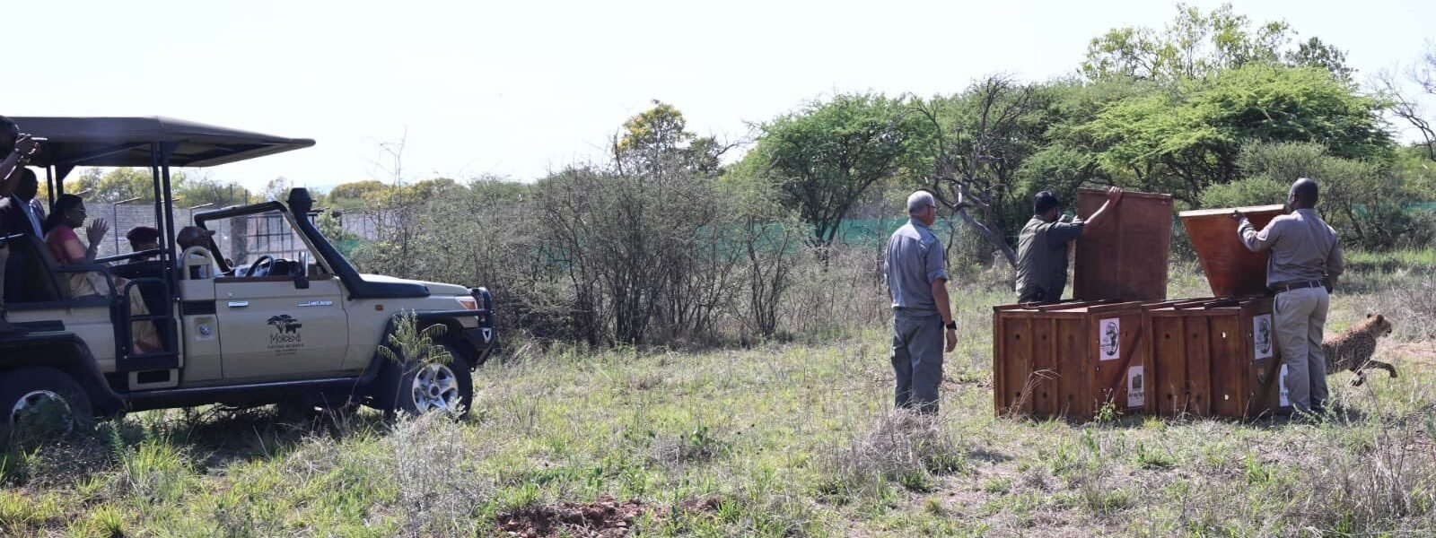 Botswana today symbolically handed over cheetah cheetahs to India under Project Cheetah.