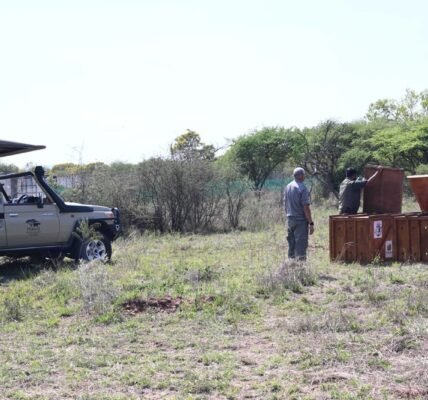 Botswana today symbolically handed over cheetah cheetahs to India under Project Cheetah.