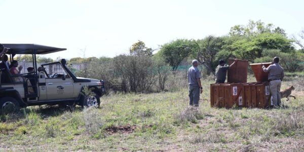 Botswana today symbolically handed over cheetah cheetahs to India under Project Cheetah.