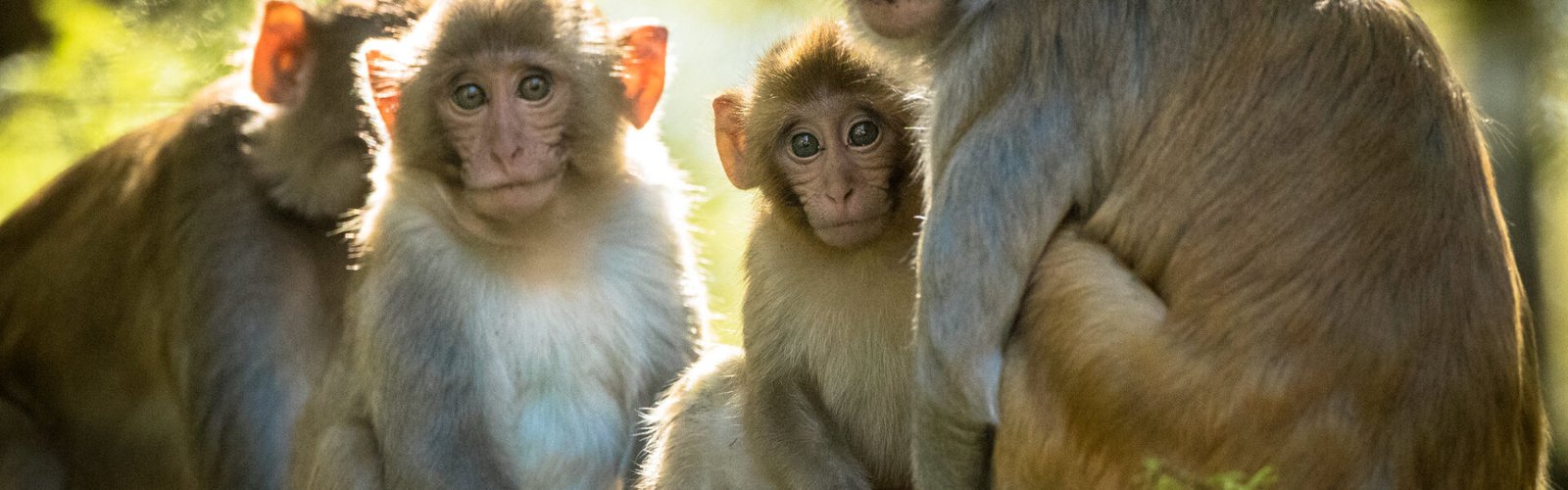 Crop damage by wild animals recognised as a localised hazard