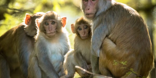 Crop damage by wild animals recognised as a localised hazard
