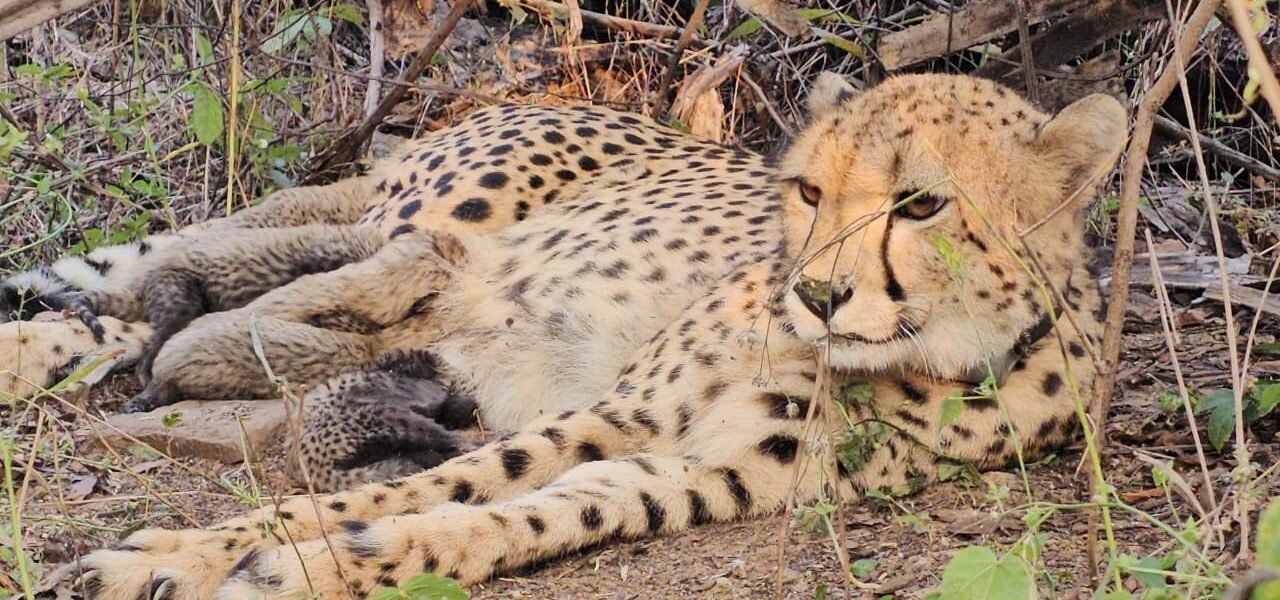Indian-born Cheetah Mukhi gives birth to 5 cubs