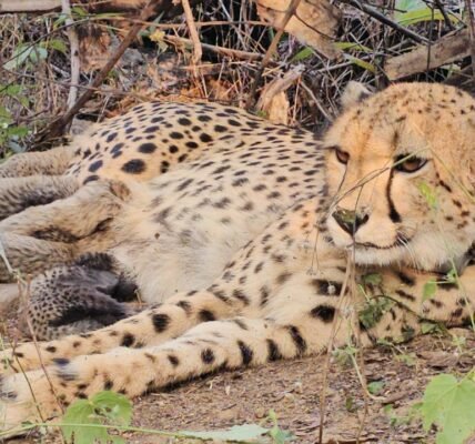 Indian-born Cheetah Mukhi gives birth to 5 cubs