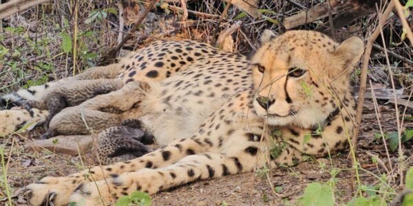 Indian-born Cheetah Mukhi gives birth to 5 cubs