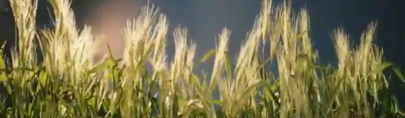 Prime Minister Narendra Modi will release the 21st installment of the PM-KISAN scheme on November 19.