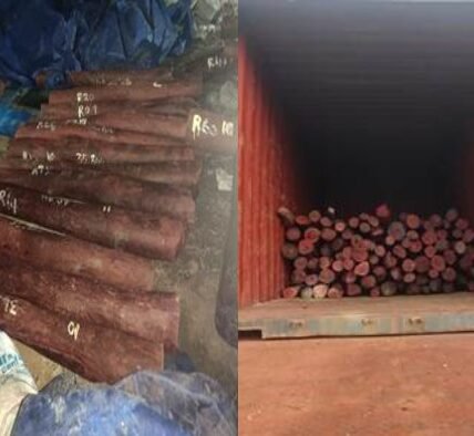 DRI foils organized smuggling of red sandalwood