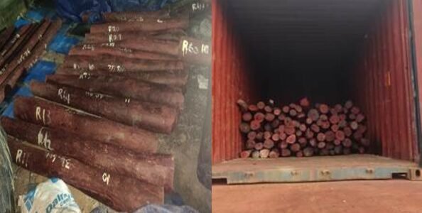DRI foils organized smuggling of red sandalwood