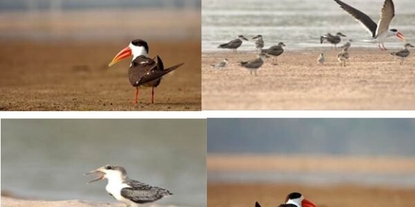 In the 68th Executive Committee meeting of the National Mission for Clean Ganga, key decisions were taken regarding nature-based solutions and bird conservation.