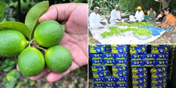 Karnataka GI-tagged Indi Lime (Indian lemon) has arrived in the Omani market with its first export consignment.