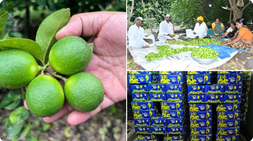 Karnataka GI-tagged Indi Lime (Indian lemon) has arrived in the Omani market with its first export consignment.