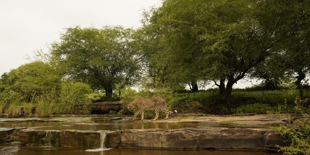 PM Modi greets all wildlife lovers on International Cheetah Day