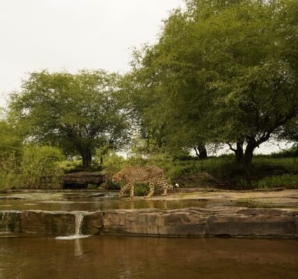 PM Modi greets all wildlife lovers on International Cheetah Day