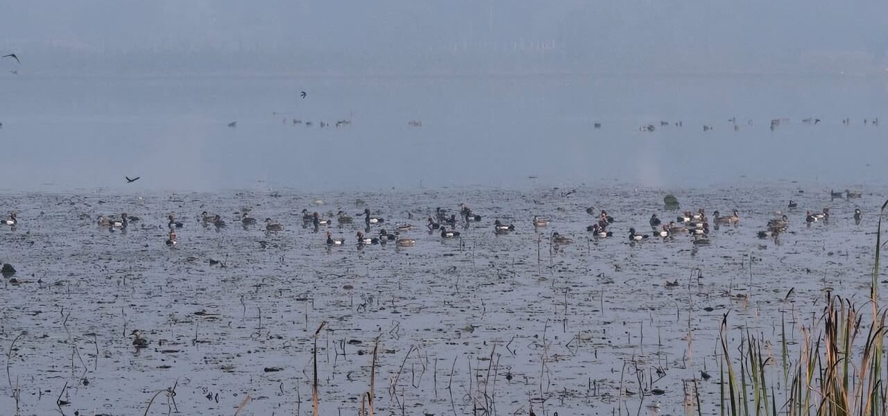 Uttar Pradesh government has declared the Parvati-Arga Bird Sanctuary as an eco-sensitive zone