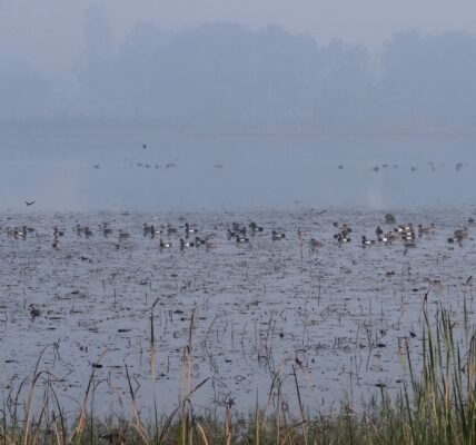 Uttar Pradesh government has declared the Parvati-Arga Bird Sanctuary as an eco-sensitive zone