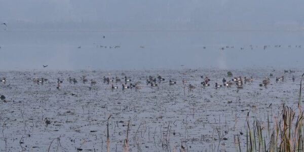 Uttar Pradesh government has declared the Parvati-Arga Bird Sanctuary as an eco-sensitive zone