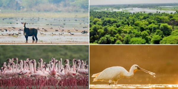 PM Modi welcomed the new Ramsar sites at Patna Bird Sanctuary and Chhari-Dhand.
