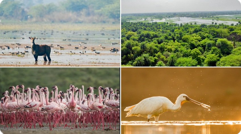 PM Modi welcomed the new Ramsar sites at Patna Bird Sanctuary and Chhari-Dhand.
