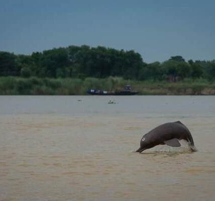 second phase of the comprehensive assessment of dolphins found in river and estuary areas in India has been launched from Bijnor