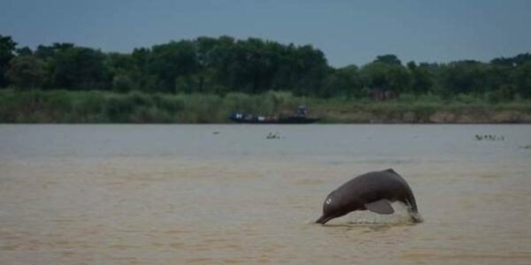second phase of the comprehensive assessment of dolphins found in river and estuary areas in India has been launched from Bijnor