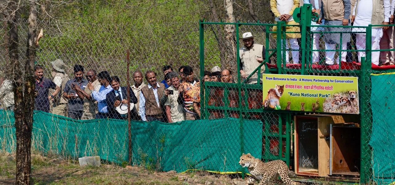 Union Environment Minister Bhupender Yadav welcomed nine cheetahs from Botswana at Kuno National Park.