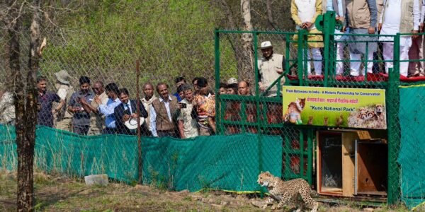 Union Environment Minister Bhupender Yadav welcomed nine cheetahs from Botswana at Kuno National Park.
