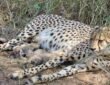 Union Environment Minister informed about the birth of three leopard cubs in Kuno National Park