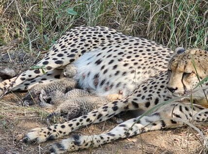 Union Environment Minister informed about the birth of three leopard cubs in Kuno National Park